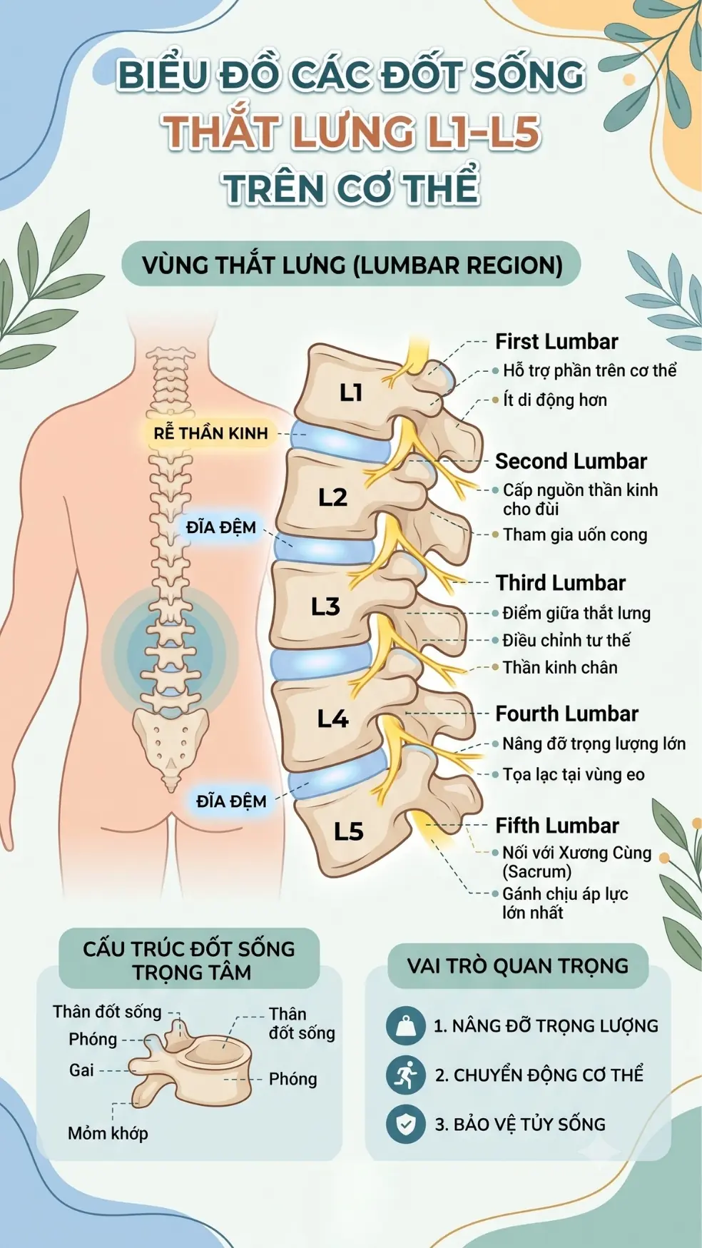 Infographic đốt sống thắt lưng L1-L5