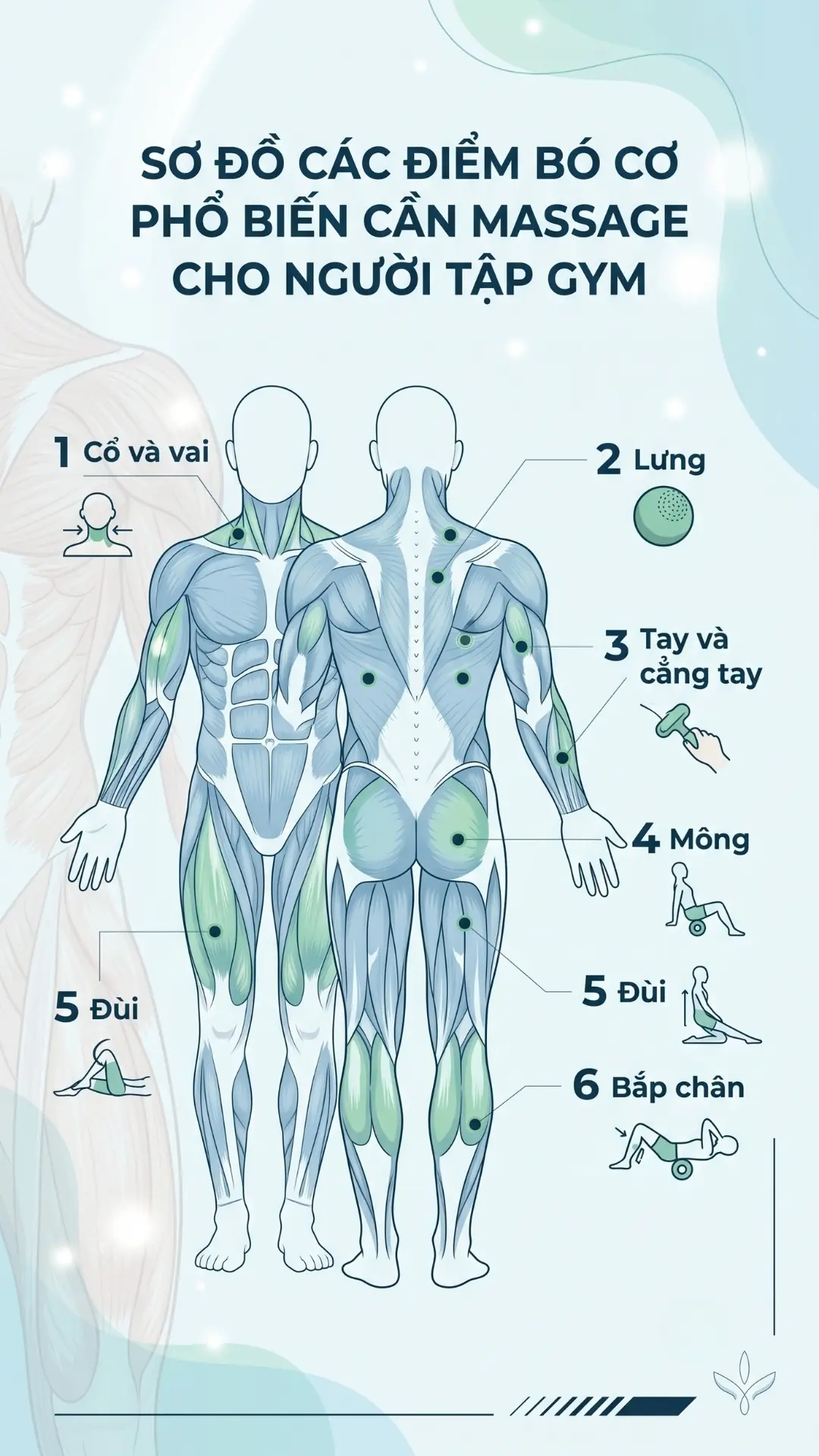 Sơ đồ c&aacute;c điểm b&oacute; cơ phổ biến cần massage cho người tập gym