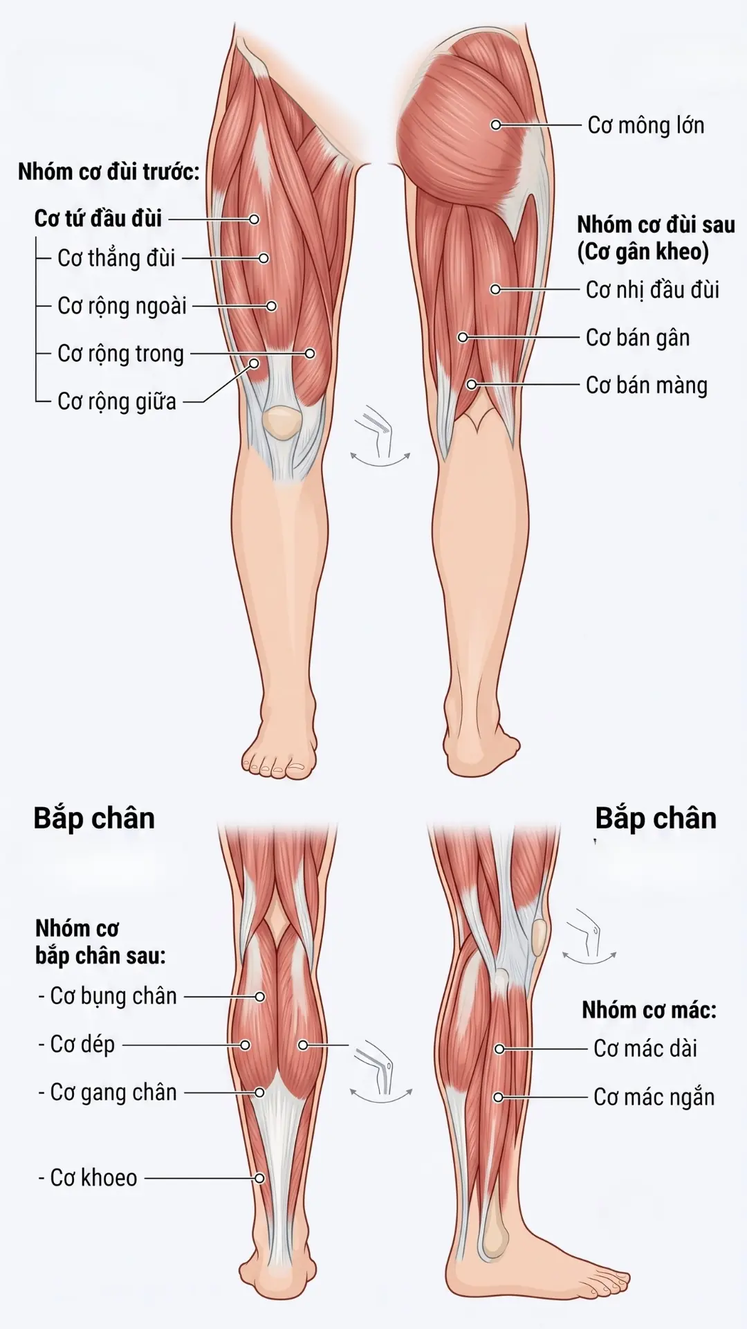 sơ đồ c&aacute;c cơ khớp gối