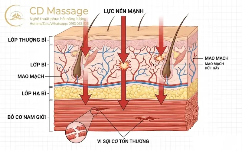 PHÂN TÍCH Y KHOA: ĐO LƯỜNG TÁC HẠI KHI MASSAGE SAI CÁCH LÊN HỆ THỐNG MẠC CƠ NAM GIỚI